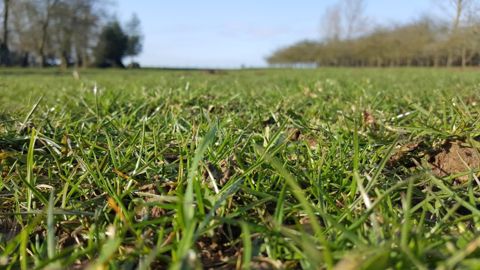 Les conditions météo ralentissent la pousse d'herbe et inquiètent les éleveurs