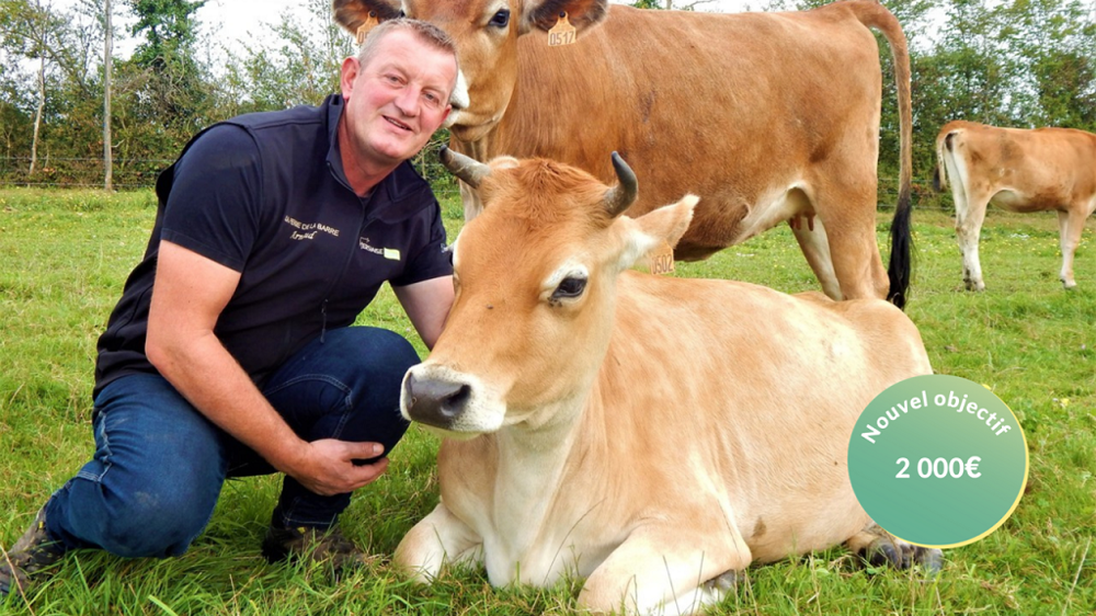 Arnaud Torchy élève des Jersiaises pour la qualité de leur lait, leur comportement affectueux, leur petit gabarit et leur facilité de vêlage. (©Arnaud Torchy) Arnaud Torchy élève des Jersiaises pour la qualité de leur lait, leur comportement affectueux, leur petit gabarit et leur facilité de vêlage. (©Arnaud Torchy)