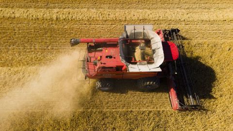 De nouveaux records de production de céréales pourraient s'enchaîner dans les prochaines années, selon le Conseil international des céréales. (©Terre-net Média)