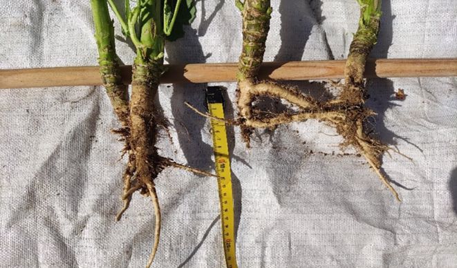Différence d'implantation entre une parcelle en pleine floraison et une parcelle peinant à fleurir