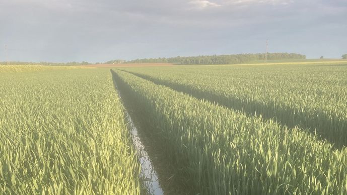 Blé tendre