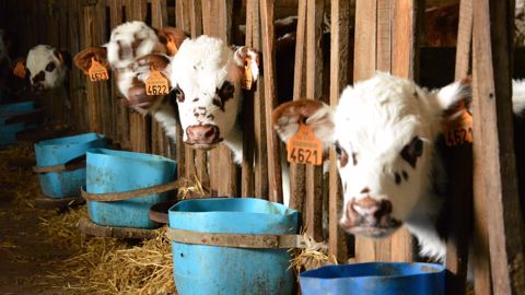Avec un marché du veau de boucherie saturé, les cours des veaux laitiers ne remontent pas malgré le creux des vêlages qui fait habituellement remonter les cotations. (©Terre-net Média)