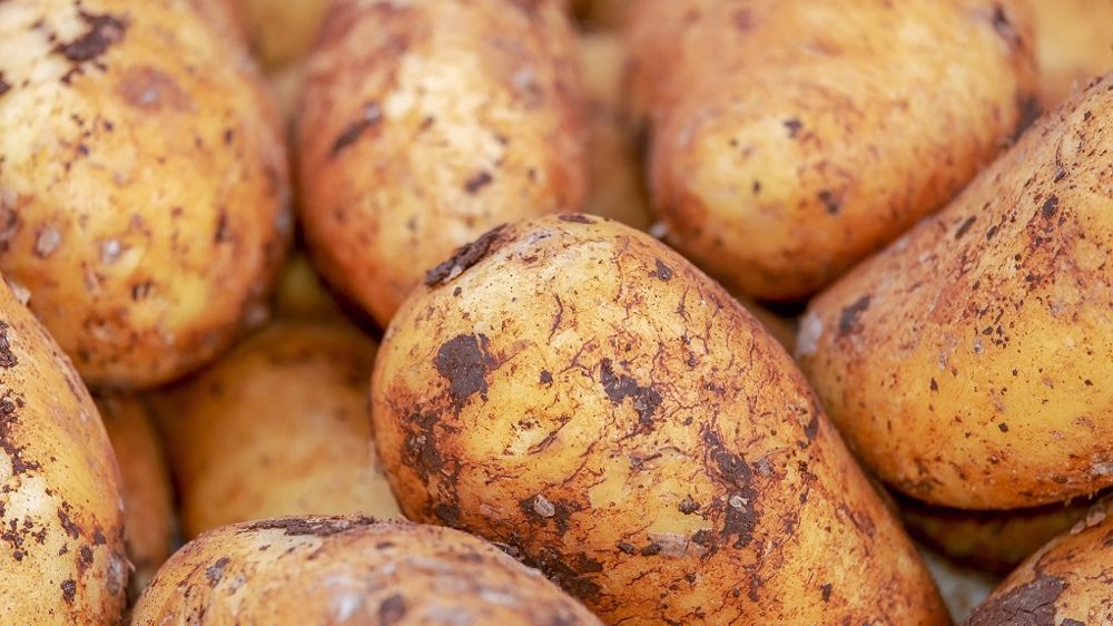 Depuis le début de la campagne 2020-2021, les exportations françaises cumulent 1,3 million de tonnes de pommes de terre. (©Pixabay)