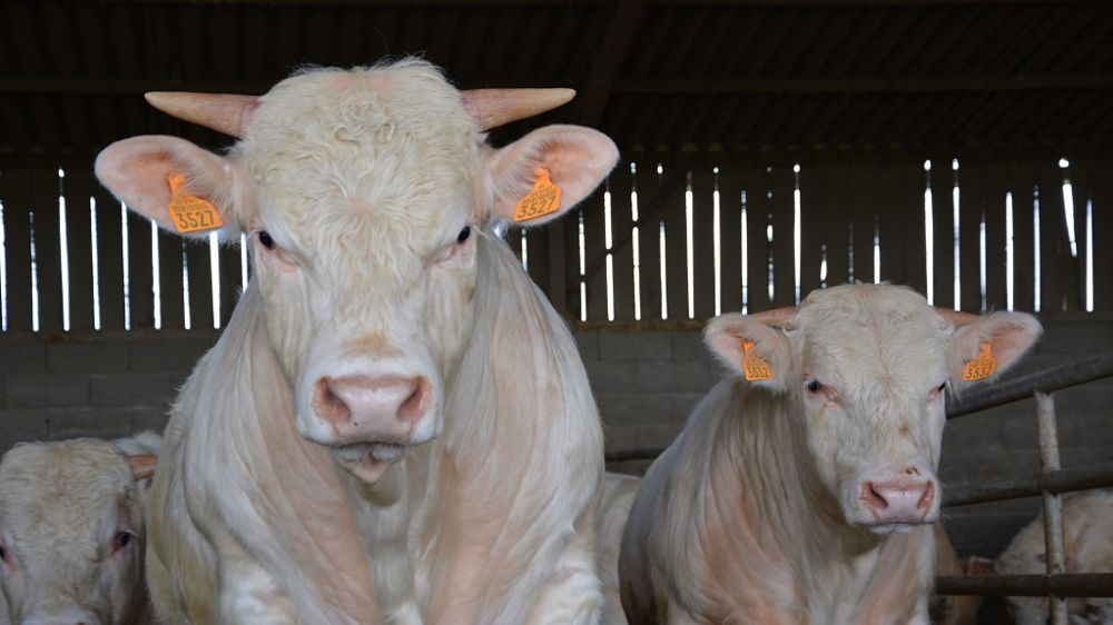 L'Idele publie les poids à 210 jours des principales races allaitantes (©Terre-net Media)