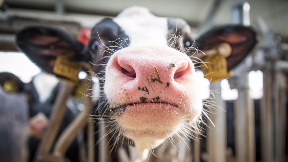 Les bovins ont des prédispositions naturelles aux troubles respiratoires, il est donc important de mettre en place des mesures pour les prévenir. (©Pixabay)