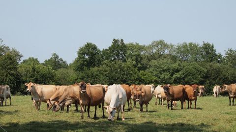 S'orienter vers une ferme laitière bas carbone. (©Terre-net Média) S'orienter vers une ferme laitière bas carbone. (©Terre-net Média)