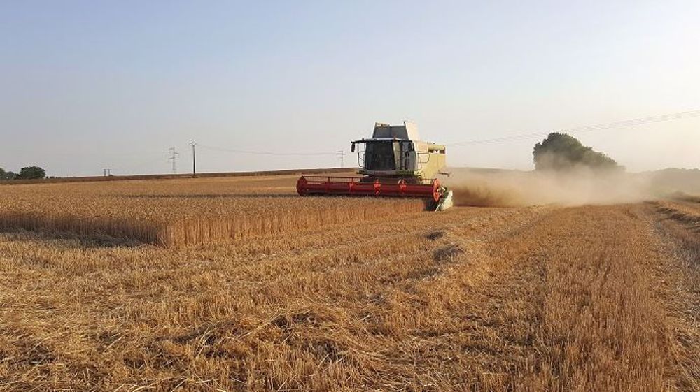 La production de blé pourrait atteindre 80 Mt en Russie et 27,8 Mt en Australie. (©Terre-net Média)