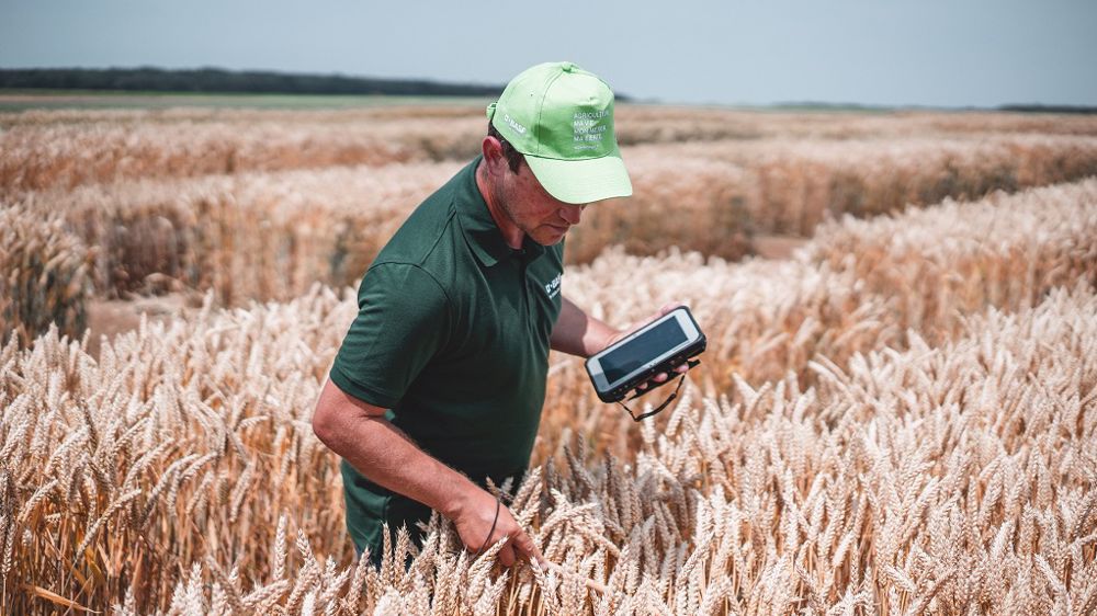 La mise en marché du blé hybride Ideltis est prévue « à partir du milieu de la décennie pour l'Europe et l'Amérique du nord », ont annoncé les équipes BASF. (©BASF)