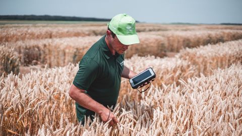 La mise en marché du blé hybride Ideltis est prévue « à partir du milieu de la décennie pour l'Europe et l'Amérique du nord », ont annoncé les équipes BASF. (©BASF)
