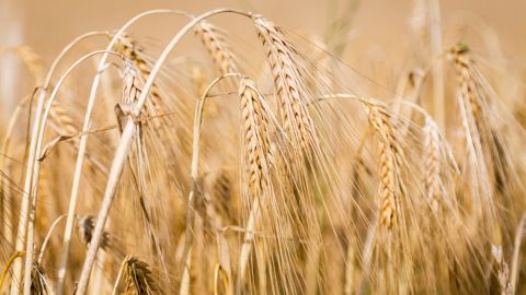 Agreste estime à 70,7 q/ha le rendement moyen en orge d'hiver en France pour la moisson 2021.  (©Nadège Petit @agrizoom/Banque d'images FranceAgriTwittos)
