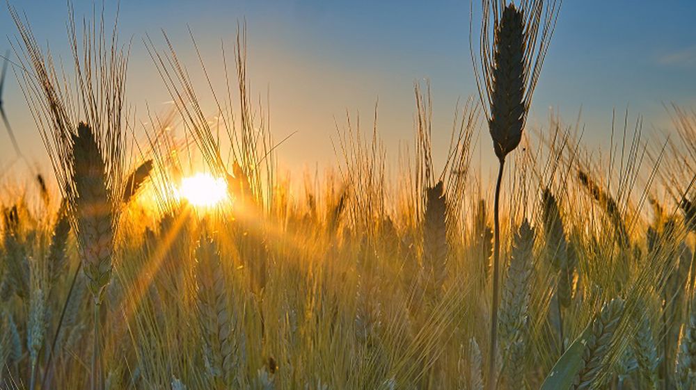 Les blés de printemps nord-américains subissent un climat sec et chaud. (©PixaBay)