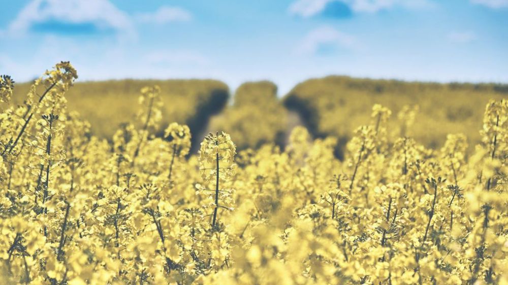 La demande en huiles, en hausse, a provoqué un sursaut des cours du colza (©Pixabay)