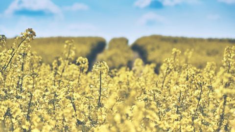 La demande en huiles, en hausse, a provoqué un sursaut des cours du colza (©Pixabay)