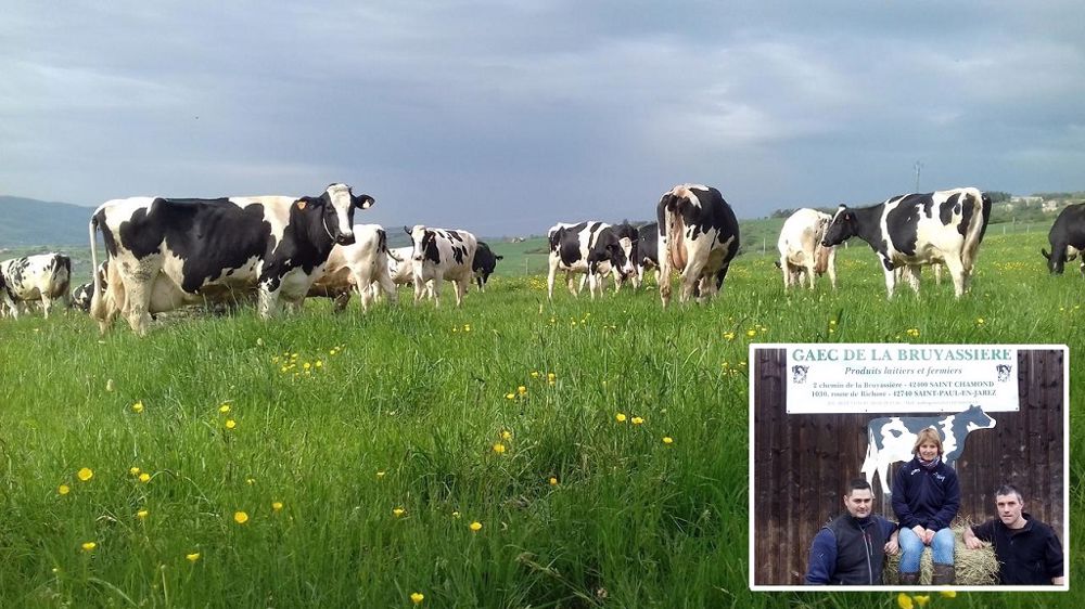 Au Gaec de La Bruyassière, 70 vaches laitières Prim'holsteins et montbéliardes produisent 500 000 l de lait/an. (©Gaec de La Bruyassière)