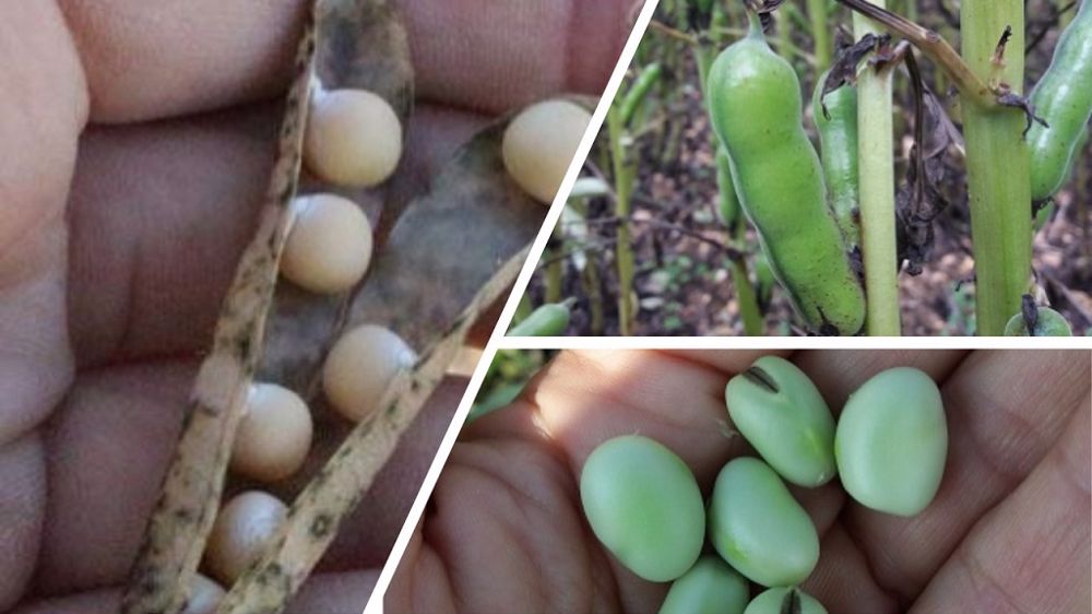 Exemples sur une dizaine de parcelles de pois d'hiver et une dizaine de féverole d'hiver dans l'Indre et le Cher. (©Agathe Penant/Terres Inovia)