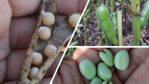 Exemples sur une dizaine de parcelles de pois d'hiver et une dizaine de féverole d'hiver dans l'Indre et le Cher. (©Agathe Penant/Terres Inovia)