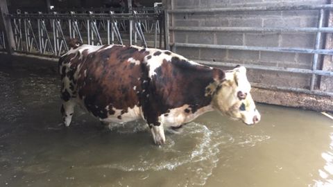 Les orages compliquent la vie des éleveurs Les orages compliquent la vie des éleveurs