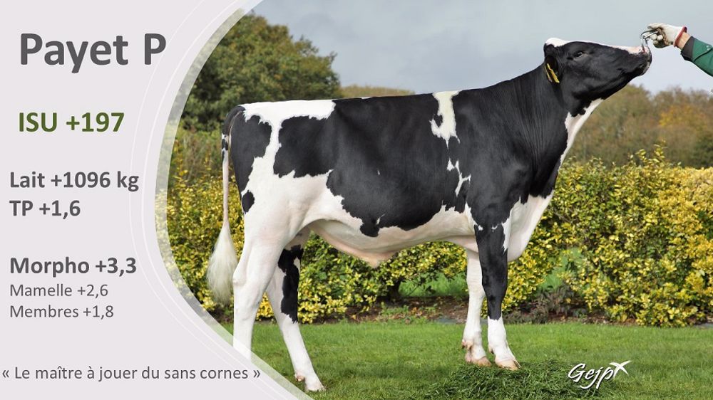 Payet P est l'un des taureaux sans cornes proposé au catalogue Évolution. (©Terre-net Média/Évolution XY)