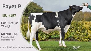 Payet P est l'un des taureaux sans cornes proposé au catalogue Évolution. (©Terre-net Média/Évolution XY) Payet P est l'un des taureaux sans cornes proposé au catalogue Évolution. (©Terre-net Média/Évolution XY)