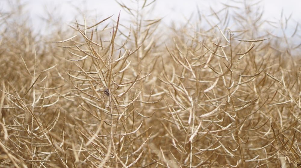 A l'approche de la récolte, Agreste estime que le rendement moyen du colza sera supérieur à celui de l'an dernier au niveau national. (©Image par <a href="https://pixabay.com/fr/users/kirahoffmann-1855684/?utm_source=link-attribution&utm_medium=referral&utm_campaign=image&utm_content=2526681">Kira Hoffmann</a> de <a href="https://pixabay.com/fr/?utm_source=link-attribution&utm_medium=referral&utm_campaign=image&utm_content=2526681">Pixabay</a>)