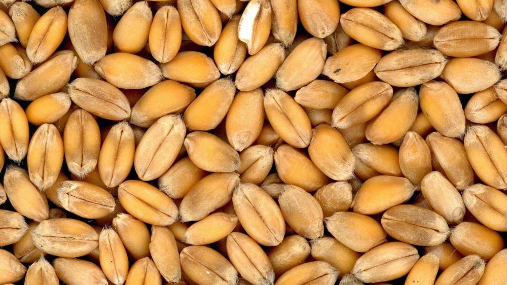 Cette semaine, plusieurs pays ont lancé des appels d'offre en blé. (©Pixabay)