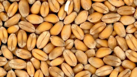 Cette semaine, plusieurs pays ont lancé des appels d'offre en blé. (©Pixabay)