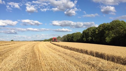 Arvalis-Institut du végétal et Intercéréales publient, pour la première fois, une estimation du rendement national en blé tendre. (©Terre-net Média) Arvalis-Institut du végétal et Intercéréales publient, pour la première fois, une estimation du rendement national en blé tendre. (©Terre-net Média)