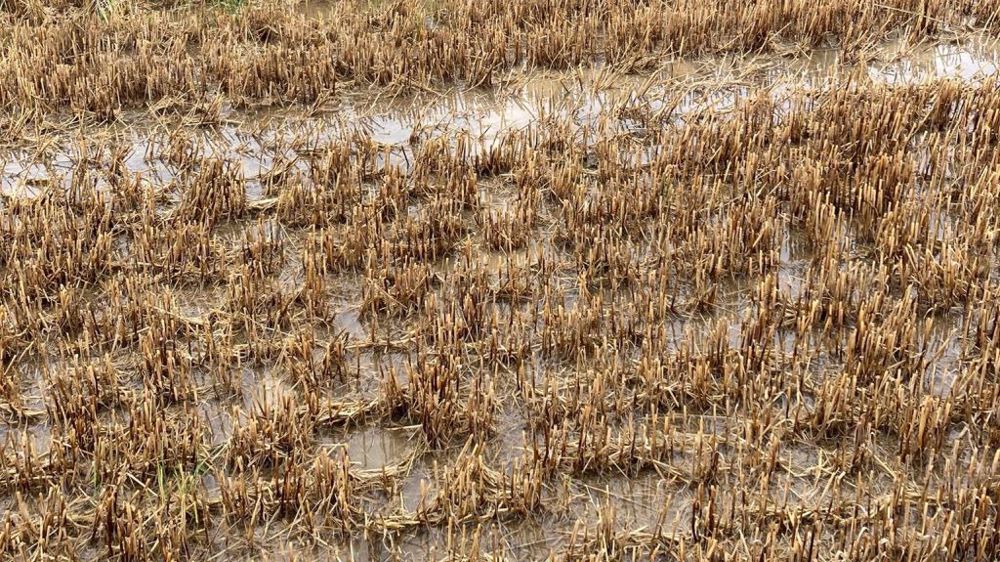 De nombreux agriculteurs ont partagé sur les réseaux sociaux des photos de leurs parcelles inondées. Ici, dans les Vosges (©@david_michel88 - Twitter)