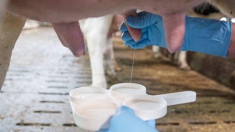 Grâce au kit de Vetophage, les éleveurs pourront bientôt diagnostiquer les bactéries responsables des mammites dans leur élevage afin de mieux cibler le traitement. (©CC) Grâce au kit de Vetophage, les éleveurs pourront bientôt diagnostiquer les bactéries responsables des mammites dans leur élevage afin de mieux cibler le traitement. (©CC)