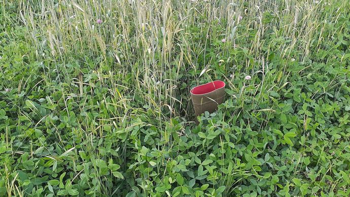 Mélange seigle fourrager + trèfles