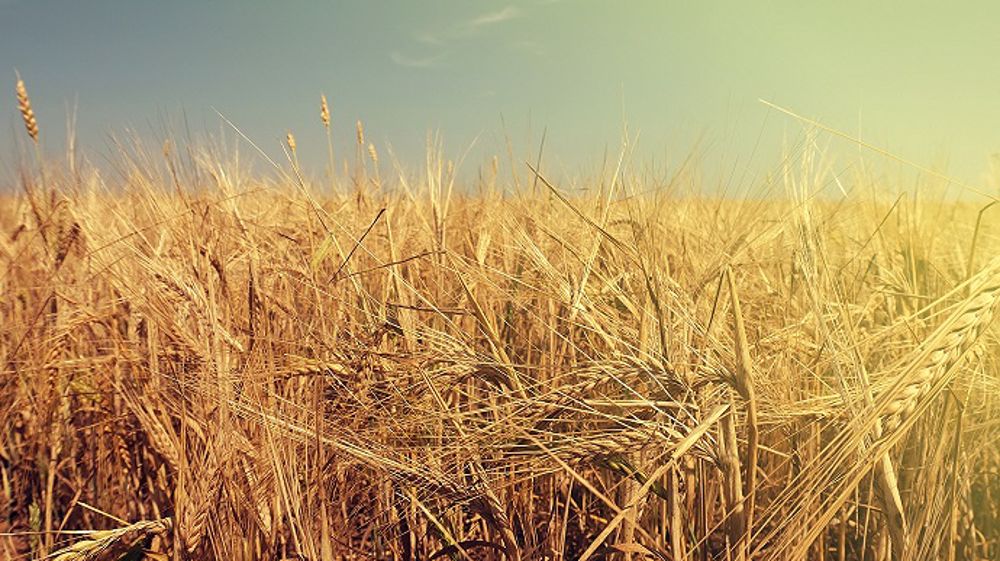 Les cultures nord-américaines souffrent de températures très élevées. (©Pixabay)<br /><br />