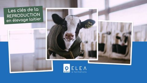 Une formation en ligne dédiée à la reproduction en élevage laitier Une formation en ligne dédiée à la reproduction en élevage laitier