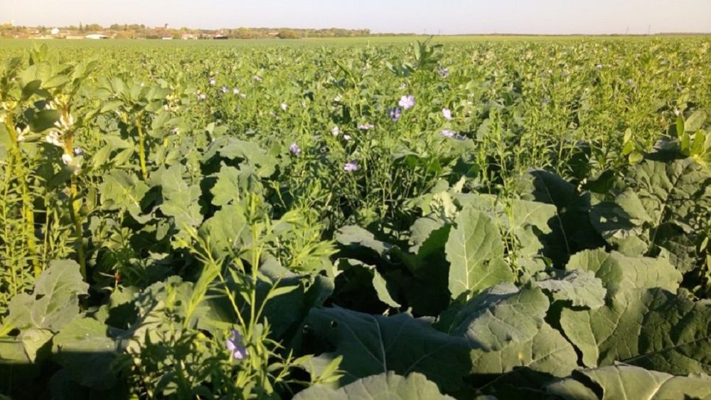 Les plantes compagnes représentent un des leviers mobilisés par les agriculteurs pour une meilleure nutrition du colza et améliorer la structure du sol... (©Michael Geloen/Terres Inovia)