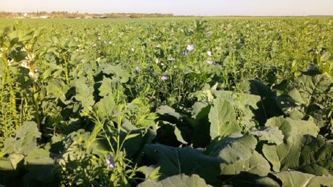 Les plantes compagnes représentent un des leviers mobilisés par les agriculteurs pour une meilleure nutrition du colza et améliorer la structure du sol... (©Michael Geloen/Terres Inovia) Les plantes compagnes représentent un des leviers mobilisés par les agriculteurs pour une meilleure nutrition du colza et améliorer la structure du sol... (©Michael Geloen/Terres Inovia)