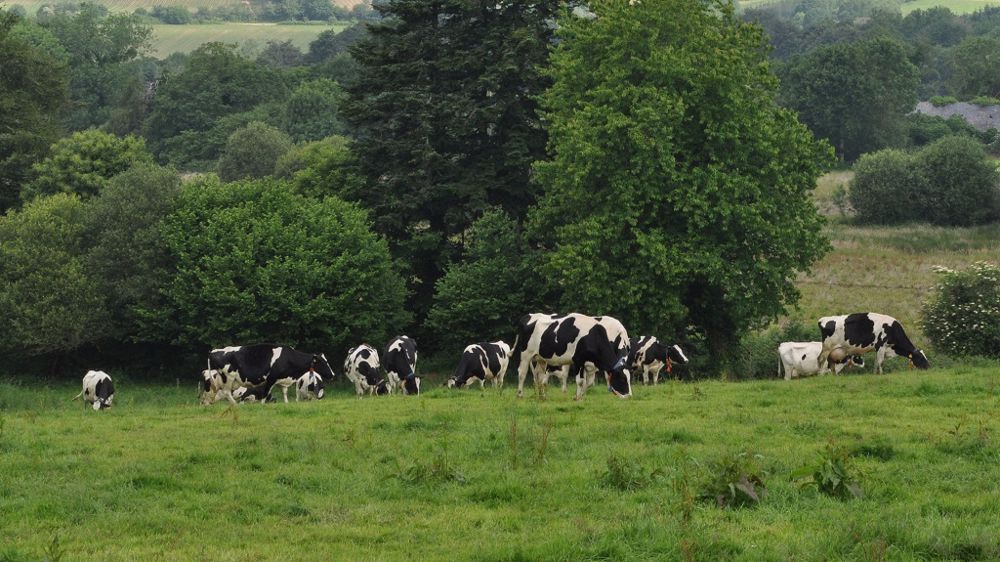 L'appli mobile Chronopâture calcule le temps de pâturage du troupeau. (©Terre-net Média)