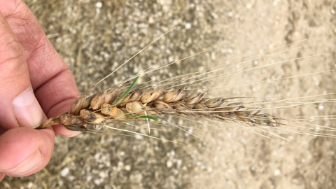 S'il est bien sec, le blé germé peut être broyé ou aplati comme les céréales traditionnelles. (© @doublealpha70) S'il est bien sec, le blé germé peut être broyé ou aplati comme les céréales traditionnelles. (© @doublealpha70)