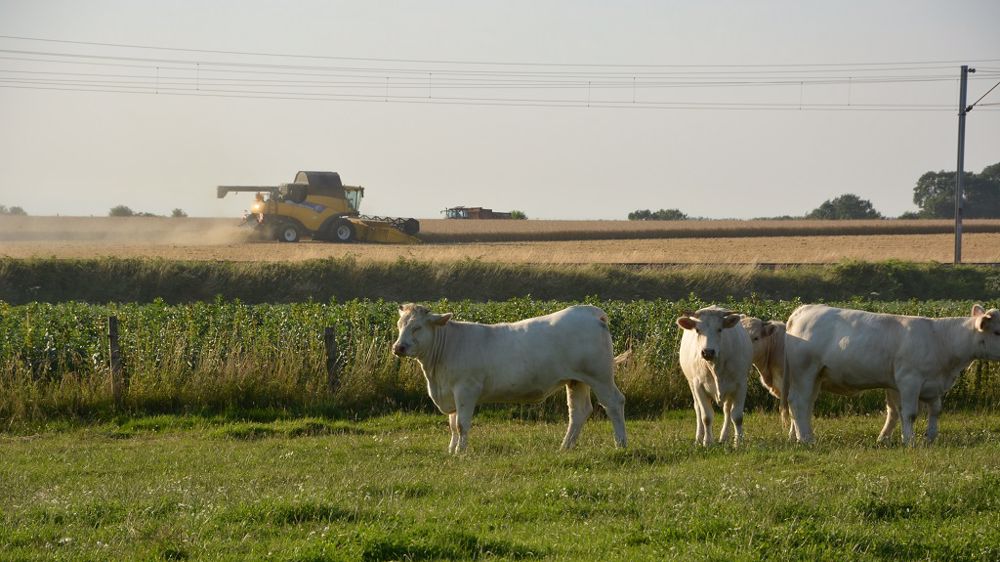 47,8 % des répondants au sondage Web-agri ne demandent pas d'aide pour la moisson (©Terre-net Media)