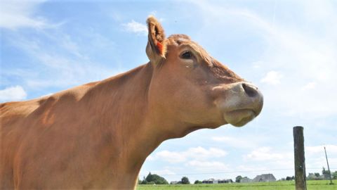 La production globale de bovins finis a diminué en 2020. (©Terre-net Média)