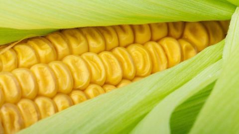 Le "crop tour" organisé par le média Pro Farmer pour estimer les rendements en maïs aux États-Unis se termine ce vendredi (©Pixabay)