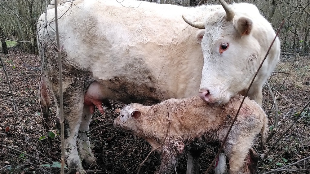 Un colostrum contenant moins de 50 mg d’Ig/mL est considéré comme étant de mauvaise qualité (©Thibaut Dancette)
