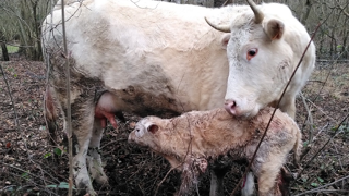 Un colostrum contenant moins de 50 mg d’Ig/mL est considéré comme étant de mauvaise qualité (©Thibaut Dancette) Un colostrum contenant moins de 50 mg d’Ig/mL est considéré comme étant de mauvaise qualité (©Thibaut Dancette)