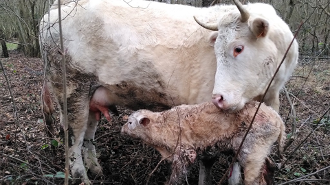 Un colostrum contenant moins de 50 mg d’Ig/mL est considéré comme étant de mauvaise qualité (©Thibaut Dancette) Un colostrum contenant moins de 50 mg d’Ig/mL est considéré comme étant de mauvaise qualité (©Thibaut Dancette)