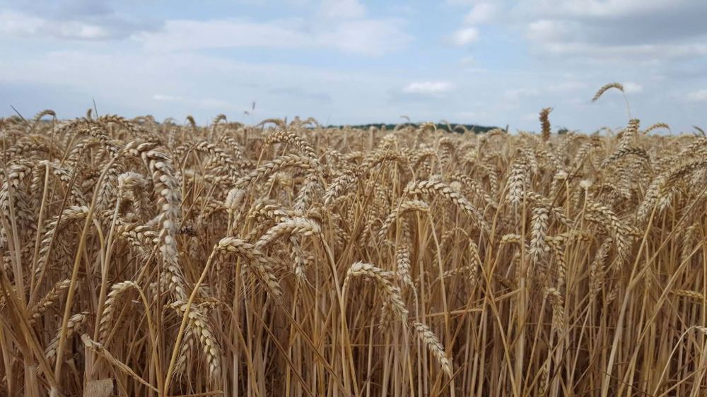 Selon Agritel, la production de blé tendre français serait de 34,9 millions de tonnes cette année. (©Terre-net média)