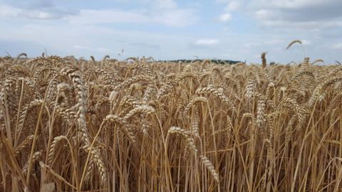 Selon Agritel, la production de blé tendre français serait de 34,9 millions de tonnes cette année. (©Terre-net média)