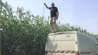 Chez Mickael Jacquemin, le sorgho avoisine les 4 m de hauteur (©Mickael Jacquemin) Chez Mickael Jacquemin, le sorgho avoisine les 4 m de hauteur (©Mickael Jacquemin)
