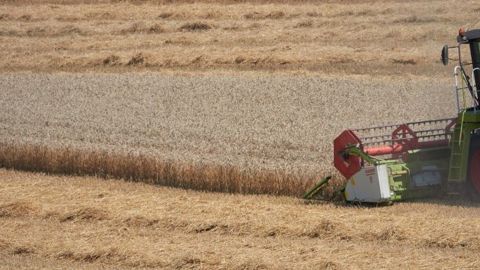La production française de blé tendre devait faire un bond de 27,1 % en 2021, à 37,1 Mt, selon le ministère de l'agriculture début juillet. D'après un récent sondage d'Agritel, elle ne devrait avoisiner que les 35 Mt. (©Pixabey)
