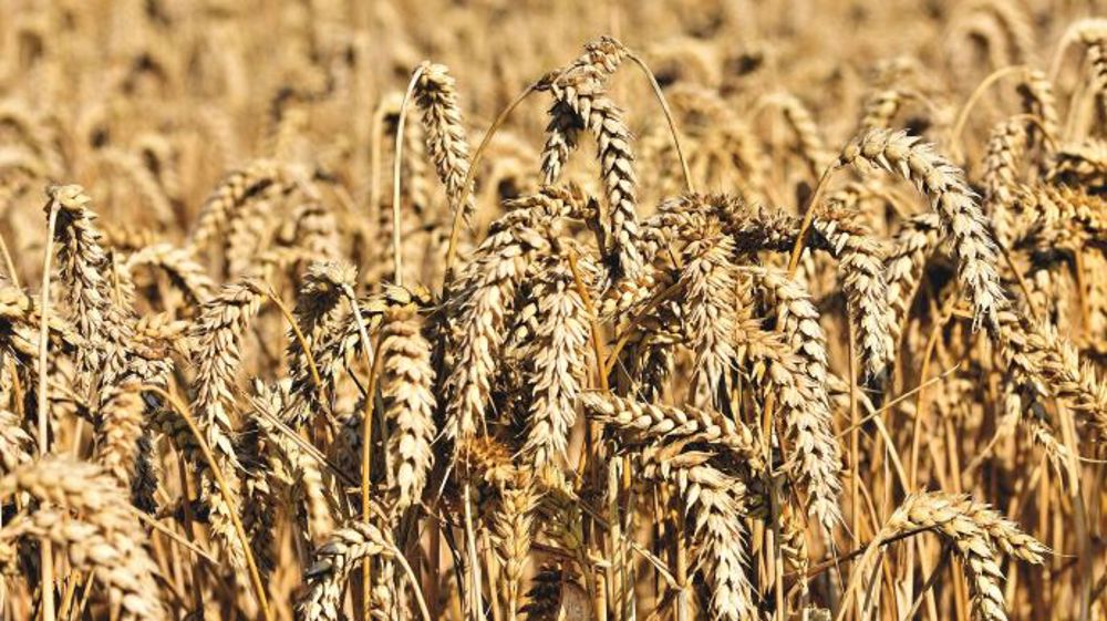 La demande mondiale a contribué à faire grimper le blé sur le marché de Chicago vendredi 3 septembre 2021. (©Pixabay)