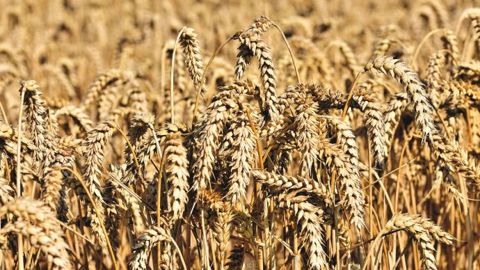 La demande mondiale a contribué à faire grimper le blé sur le marché de Chicago vendredi 3 septembre 2021. (©Pixabay) La demande mondiale a contribué à faire grimper le blé sur le marché de Chicago vendredi 3 septembre 2021. (©Pixabay)