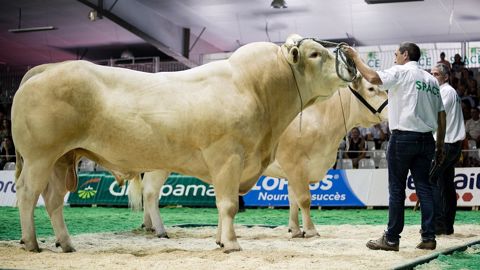 Mouette et Mack remportent le concours Blonde d'Aquitaine