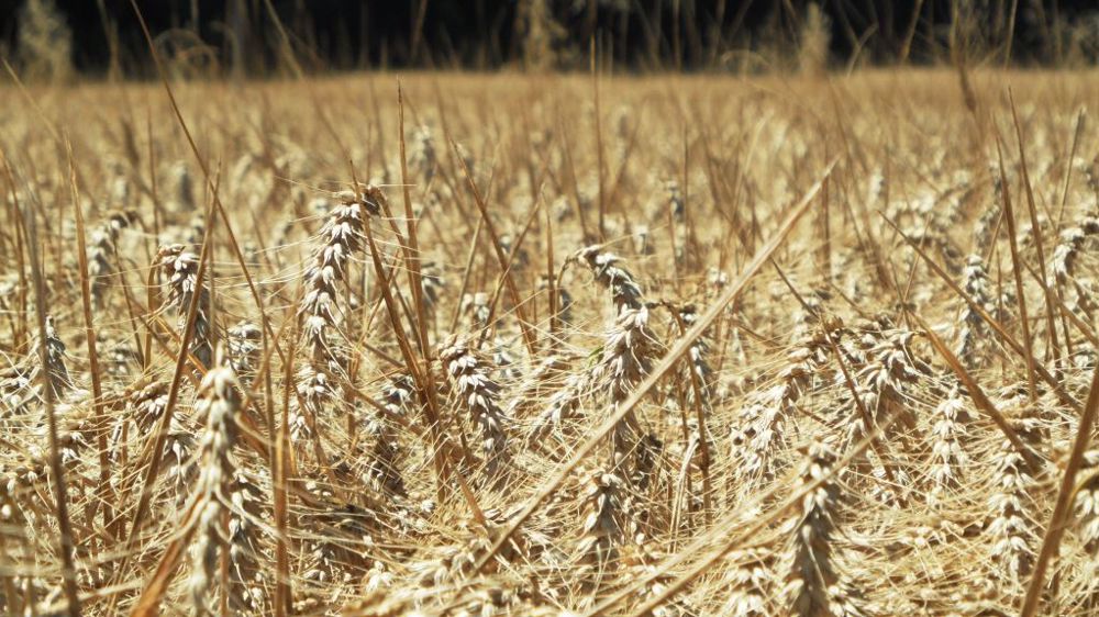 La production française de blé tendre était estimée à 37,1 Mt en juillet, désormais FranceAgriMer l'évalue à 36,06 Mt (©Pixabay)